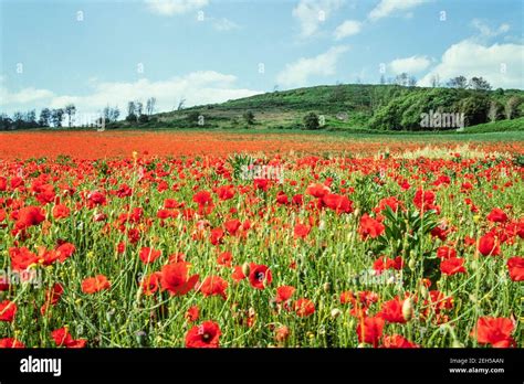 England Lots Of Red Poppies In A Field England Uk Gb Europe