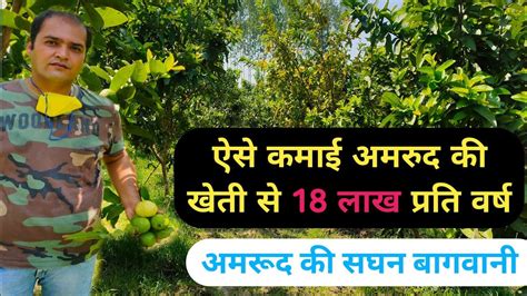 अमरूद की खेती कैसे करें Amrud Ki Kheti Successful Farmers Story Gavava Farming In India