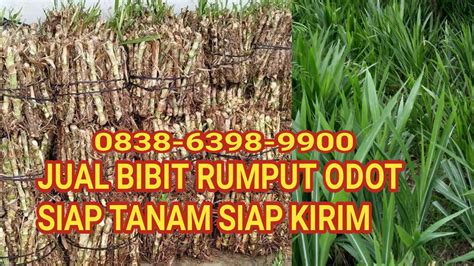 Jual Bibit Rumput Odot Siap Tanam Untuk Pakan Ternak Pakan Ternak