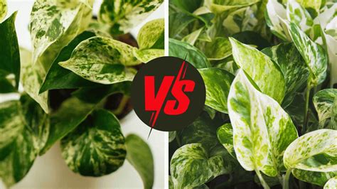 Snow Queen Vs Marble Queen Pothos Plant Breakdown By A Pro