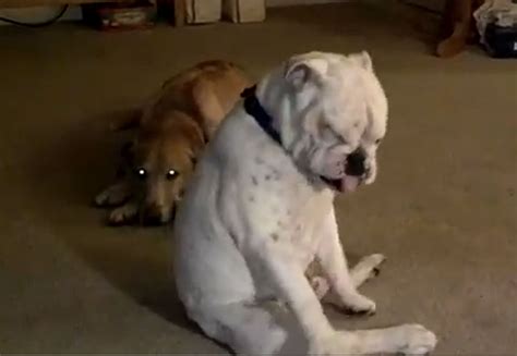 Video Clip Of Deaf Bulldog Dancing To A Blues Song Goes Viral The