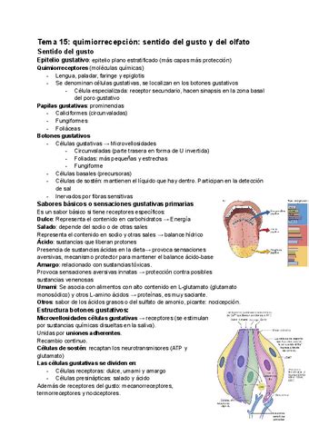 Tema 15 Quimiorrecepcion Sentido Del Gusto Y Del Olfato Pdf