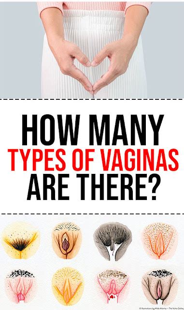 How Many Types Of Vaginas Are There