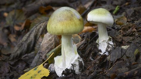 Découverte d un antidote contre le champignon le plus toxique au monde