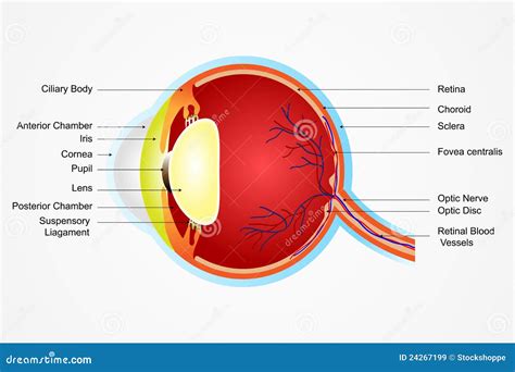 De Anatomie Van Het Oog Stock Illustratie Illustration Of Optisch