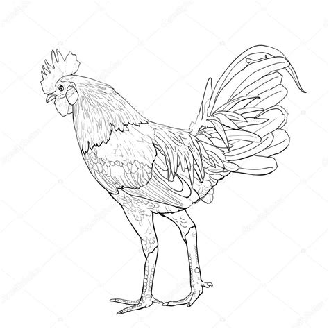 Dibujos Gallos De Pelea Para Colorear Peleas De Gallo