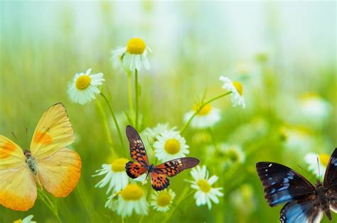 Butterfly on a daisy Photo | Free Download