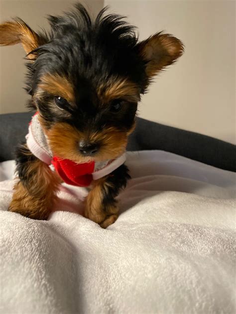 Teacup Yorkie Edmonton