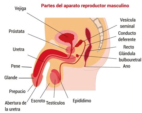 Aparato Reproductor Masculino Interno