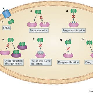 (PDF) Ribosome-targeting antibiotics and bacterial resistance mechanisms