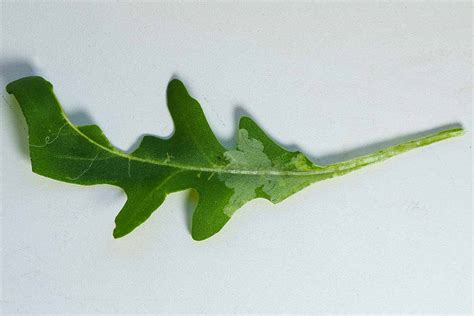 How to Identify and Treat 5 Common Arugula Diseases