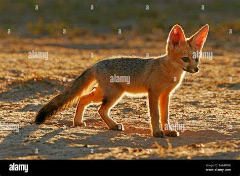 Kapfuchs Steht In Der Abendsonne Stock Photo Alamy