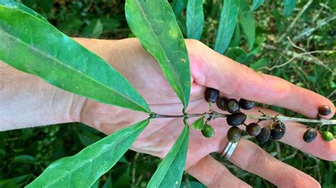 Climate Change Future Proofing Coffee In A Warming World Bbc News