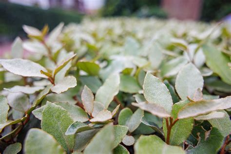 Elaeagnus Ebbingei Olijfwilg Kant En Klaar Haag Tuin Haag Nl