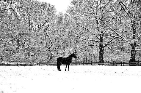 Black Horse In The Snow Photograph By Bill Cannon