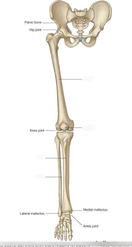 Unit 5 Skeletal Lower Extremity Bones Diagram Quizlet