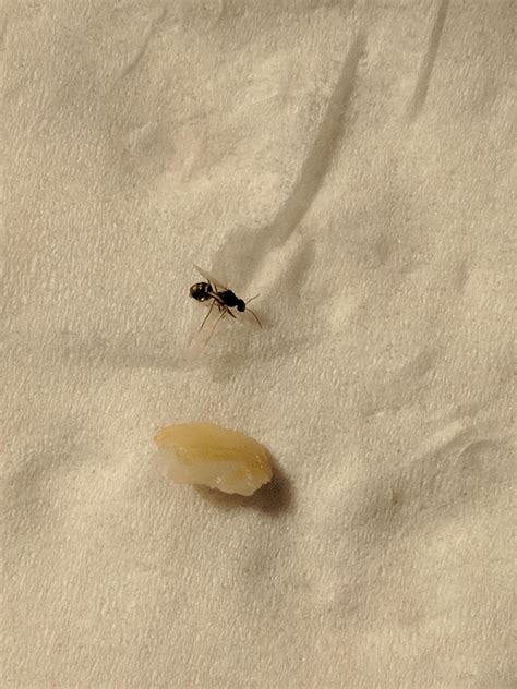 Western MA--four-winged black bugs crawling all over around certain