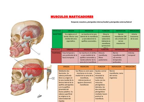 Musculos De La CARA Resumen MUSCULOS MASTICADORES Temporal