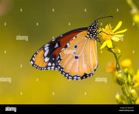 Plain Tiger Africanas O De La Mariposa Monarca Danaus Chrysippus