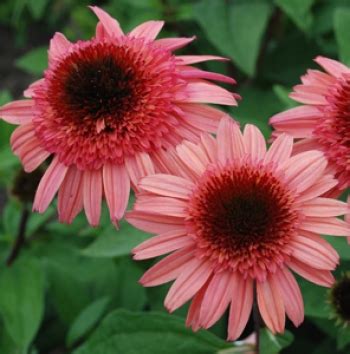Эхинацея пурпурная Raspberry Truffle | ELGardens - цветы для сада ...