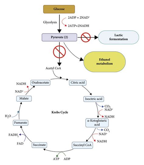 Fate Of Pyruvate Flux Under Anaerobic Respiration To Ethanol