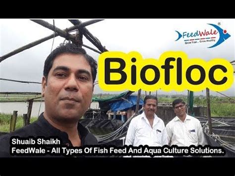 Biofloc Mein Shrimp Rohu Katla Tilapia Pangasius Roopchanda Fish