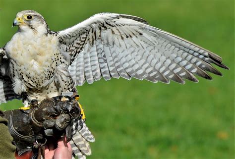 Falke Raubvogel Greifvogel Kostenloses Foto Auf Pixabay