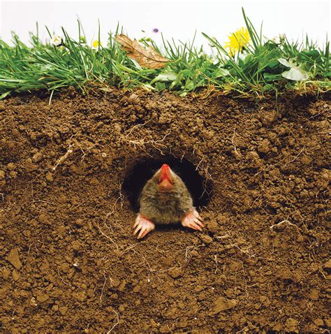 Digging for victory: in praise of the mole