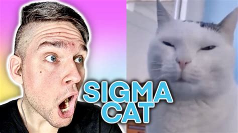 We Need To Talk About Sigma Cat Youtube