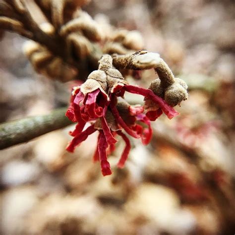 Hamamelis Vernalis ‘amethyst