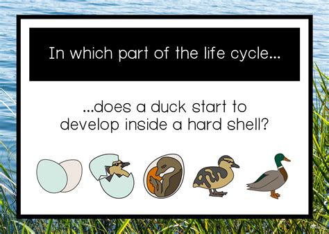 Life Cycle Of A Duck Eyfs