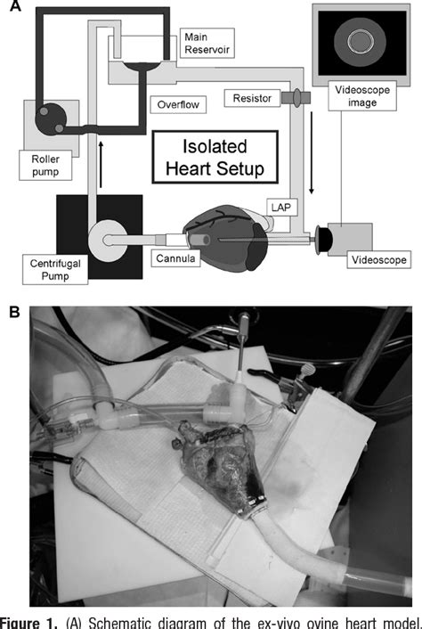 Figure 1 From Development Of An Ex Vivo Ovine Ventricular Assist Device