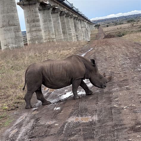 5 Stunning Destinations To See Rhinos Pathways Tours And Travels