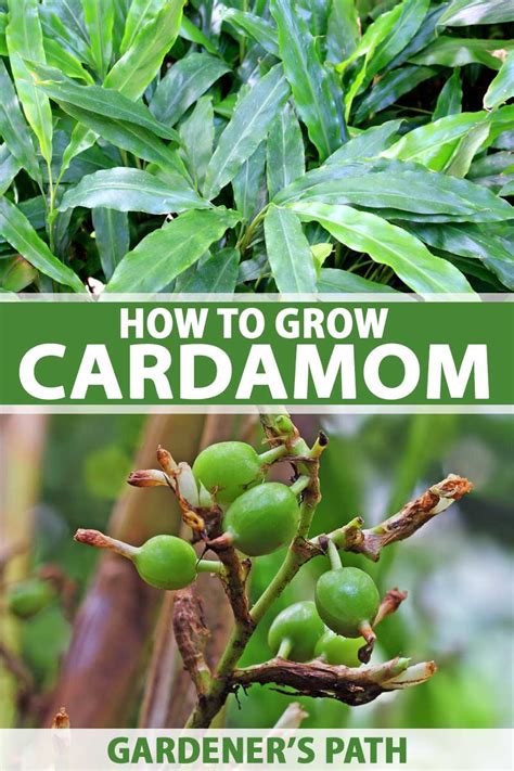 How to Grow Flavorful Cardamom in Your Home Garden | Gardener's Path