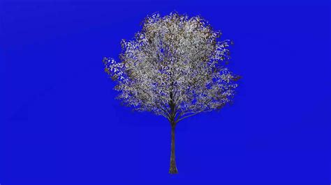 Tree Animation Loop Pin Oak Swamp Spanish Oak Quercus Palustris