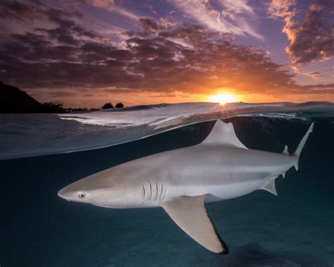 Sharky Sunset International Photo Awards