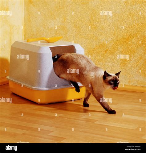 Cat And Toilet Hi Res Stock Photography And Images Alamy