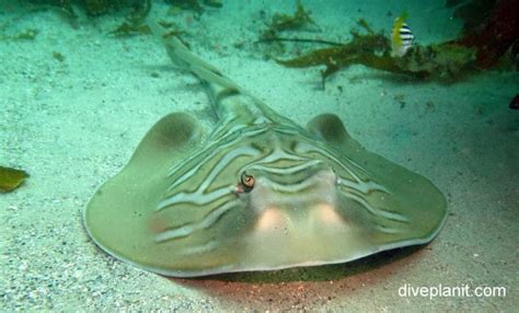 Eastern Shovelnose Ray (Aptychotrema rostrata) AUS