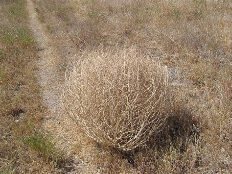 WKD (04) ..... WORLD . . . . . Kigo Database: Tumbleweed