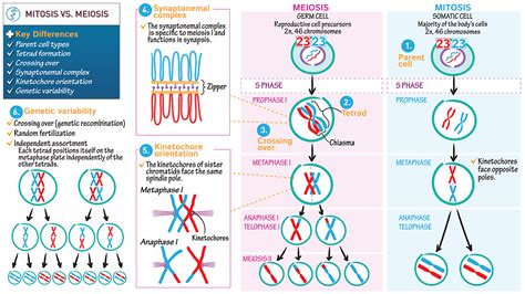 Embryology: Mitosis versus Meiosis | ditki medical & biological sciences