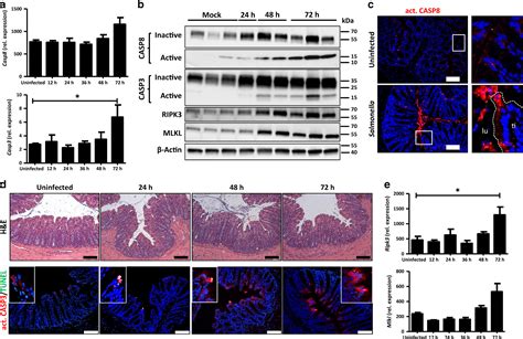 Intestinal Epithelial Caspase 8 Signaling Is Essential To Prevent