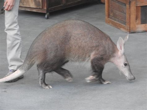 Aardvark Zoochat