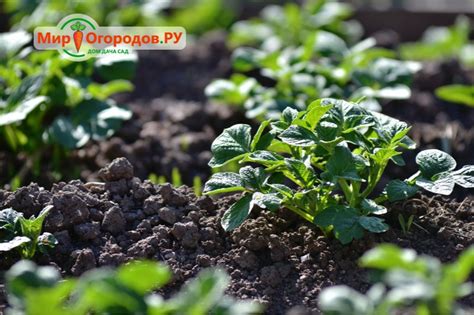 Посадка картофеля клубнями и рассадой: особенности и подготовка