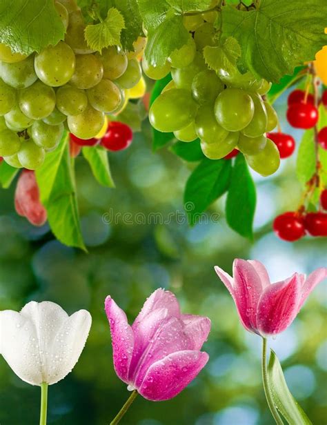 Flowers and Grapes in Garden Close-up Stock Photo - Image of concept ...