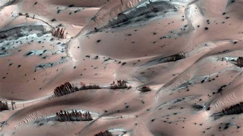 Are Those Trees on Mars? | Fox News