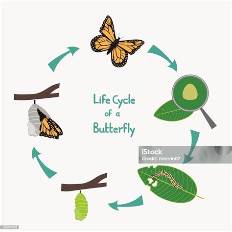 Life Cycle Of A Butterfly Diagram Stock Illustration Download Image Now Life Cycle