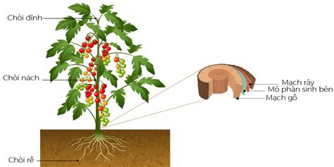 Bài 36 Khái quát về sinh trưởng và phát triển ở sinh vật Hoc24