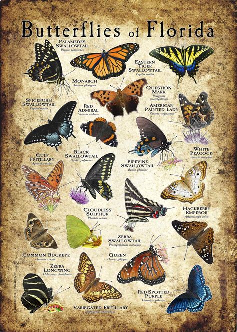 Butterflies of Florida Poster Print