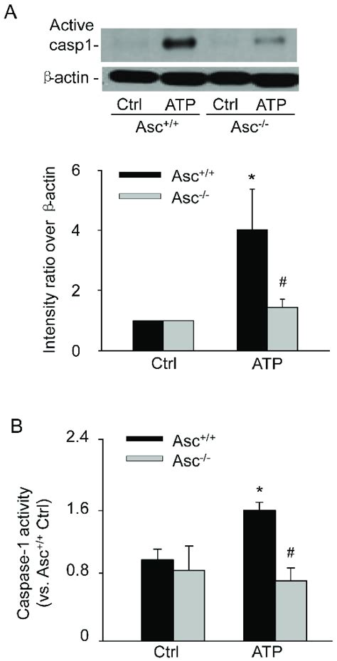 Asc Gene Knockout Inhibited ATP Induced Caspase 1 Activation In BMMs