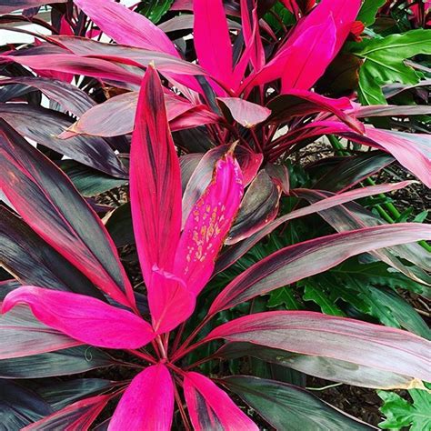 I Did Not Know Plants Existed With Magenta Leaves Lindstrom Magenta